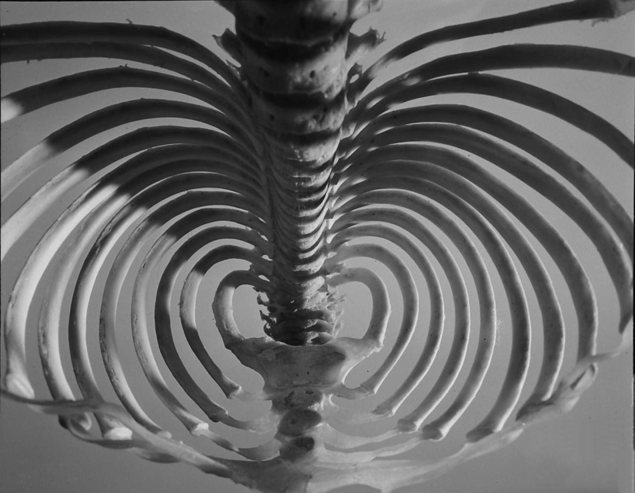 Андреас Фейнингер (Andreas Feininger) один из лучших фотографов ХХ века
